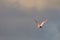 Pink roseate spoonbill bird flying in the sky