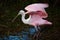 Pink roseate spoonbill bird in the pond