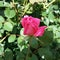 Pink rosebud barely opened