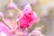Pink rosebud blooming in springtime macro shot