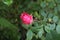 A pink rosebud blooms on a bush in the garden after a summer rain