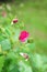Pink rosebud in garden