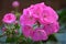 Pink Rosebud Geranium Pelargonium