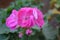 Pink Rosebud Geranium Pelargonium. Green background