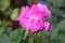 Pink Rosebud Geranium Pelargonium. Green background