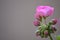 Pink Rosebud Geranium Pelargonium. Space for text
