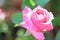 Pink rosebud macro closeup. Fresh rose flower pastel rose colour. Defocused nature background, selective focus. Close-up