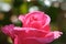 Pink rosebud macro closeup. Fresh rose flower pastel rose colour. Defocused nature background, selective focus. Close-up