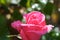 Pink rosebud macro closeup. Fresh rose flower pastel rose colour. Defocused nature background, selective focus. Close-up