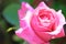 Pink rosebud macro closeup. Fresh rose flower pastel rose colour. Defocused nature background, selective focus. Close-up