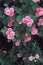 Pink rosebush flower wall