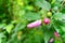 Pink rosehip buds on a background of green foliage. Spring bloom