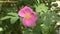 Pink rosehip flower