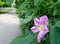 Pink rosehip flower on a blury background of the road leaving the distance and copy space