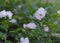 Pink rosehip flower. Pink flower and green leaves. Roseship