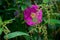 pink rosehip flower tangled in thickets of stinging nettles