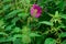 pink rosehip flower tangled in thickets of stinging nettles