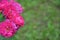 Pink rosehip flowers on a green background