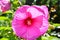 The pink rosemallow flower posing