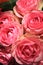 Pink roses