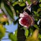 Pink roses adorn the garden.