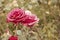 Pink roses in autumn garden. Two rose flowers dying in fall, a lot of space for text. Selective focus. Vintage color