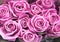 Pink Roses Background Nature Pattern or Wallpaper, Greetings or Valentine Card