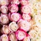 Pink roses background, romantic wallpaper. Flowers