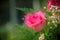 Pink roses in a beautifully landscaped garden on a green background