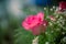 Pink roses in a beautifully landscaped garden on a green background