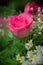 Pink roses in a beautifully landscaped garden on a green background