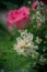 Pink roses in a beautifully landscaped garden on a green background