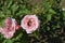 Pink roses with bees.