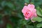 Pink roses bloom in a tropical garden with natural green blurring background. Represents romance Rose to love. as background Valen