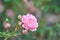 Pink roses bloom in a tropical garden with natural green blurring background. Represents romance Rose to love. as background Valen