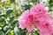 Pink roses, blooming on a bush