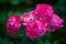 Pink roses blossom on green blurred background close up, beautiful red rose bunch macro, growing purple flowers in bloom