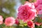 Pink roses blossoming flower bud closeup on sunset on green natural background