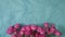 Pink roses on blue paper, top view beautiful flowers on background with copy space for text