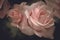 Pink roses with bud on a dark background, romantic flowers