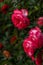 Pink roses on a Bush in selective focus. Beautiful delicate trailing garden roses on a blurred background