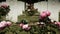 Pink roses at a canadian memorial cemetery