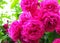 Pink roses at close range. Bush roses. Winding rose. Peony rose