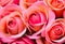 Pink roses close up. Background