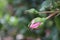 Pink roses in close-up. Rosebuds are surrounded by green leaves.