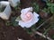 Pink roses in the courtyard