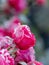 Pink roses are covered with frost and hoarfrost in the garden on the flowerbed
