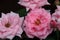 Pink roses detail in full bloom