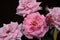 Pink roses detail in full bloom