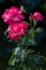 Pink roses in dewdrops. Close up, soft focus